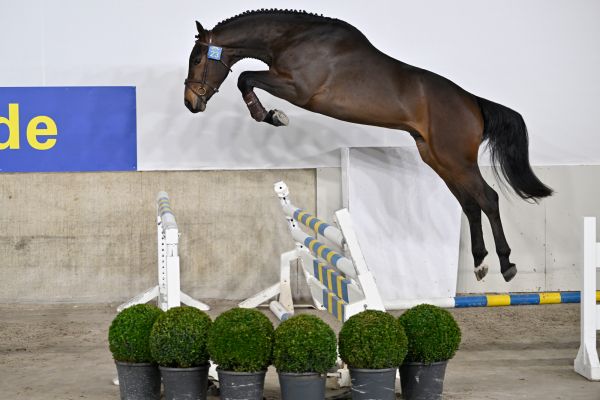 Zangersheide Live Stallion Auction @ Sentower Park - Explore
